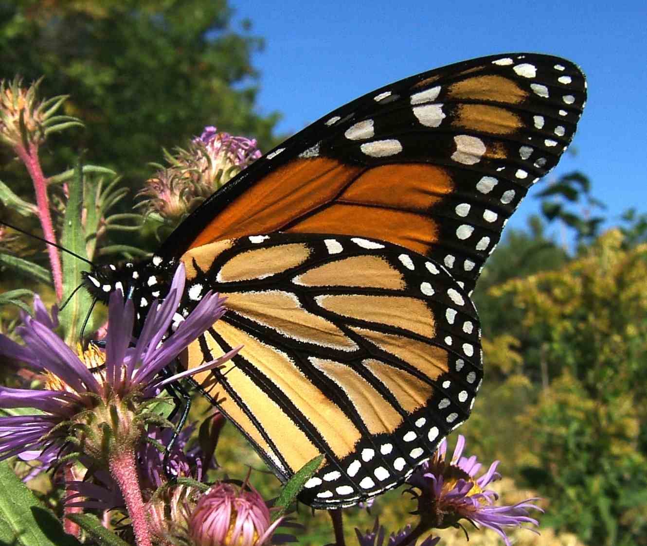 Danaus plexippus Danaus plexippus